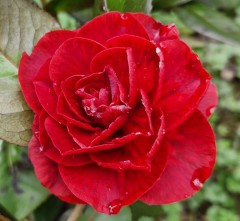 Camellia 'Femme Fatale'